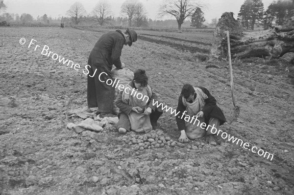 ST MARY'S ON THE LAND SOWING POTATOES